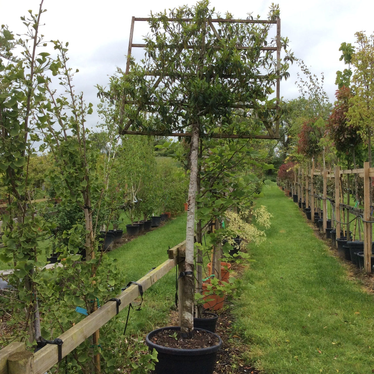 Garden with potted Prunus lusitanica tree espalliered on wooden trellis on a cloudy day