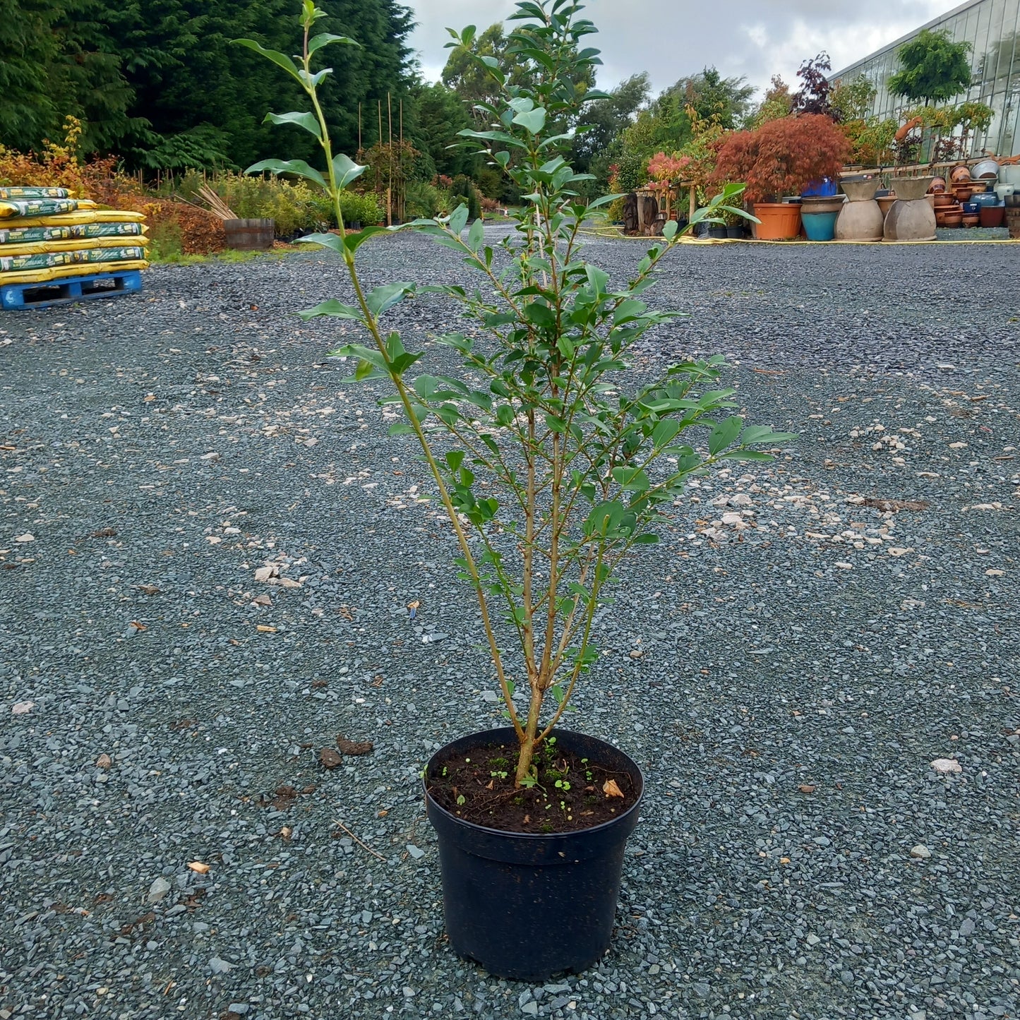 Privet - Ligustrum ovalifolium evergreen hedging plant with glossy green leaves"