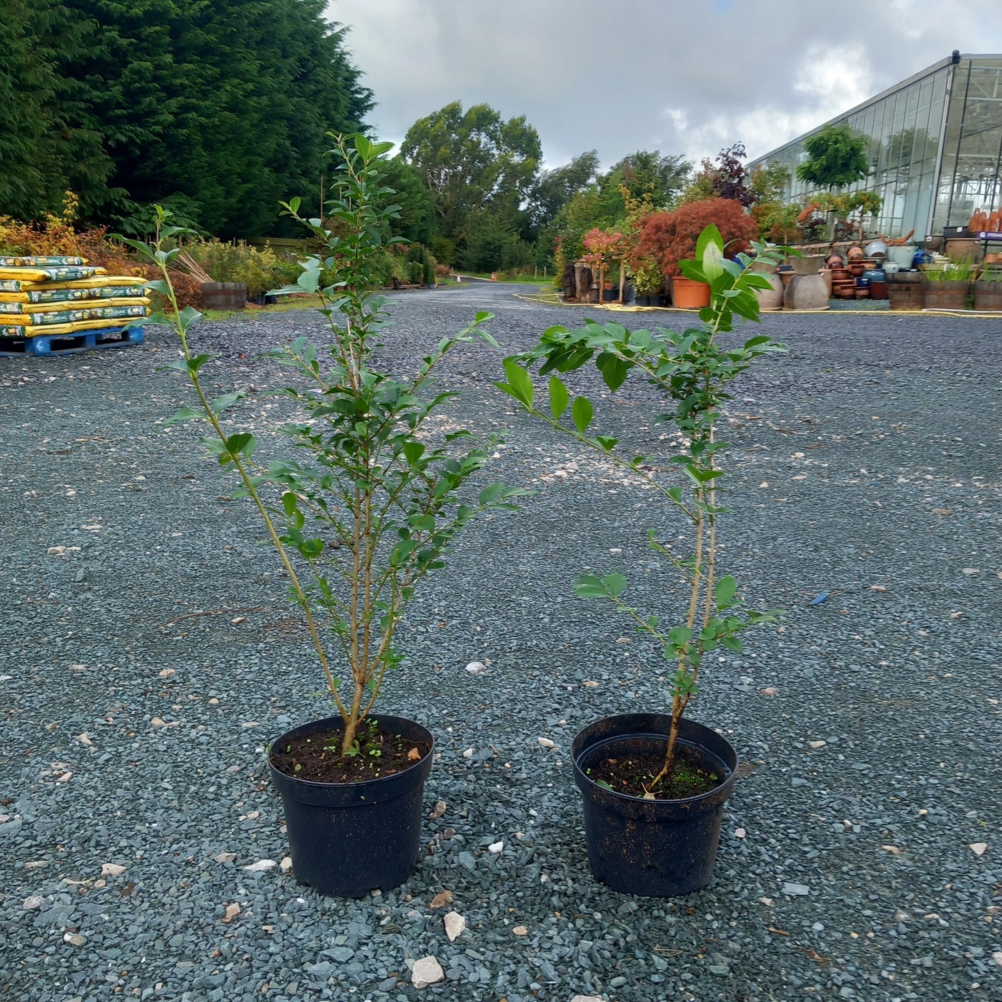 Privet - Ligustrum ovalifolium evergreen hedging with dense glossy green foliage ideal for formal hedge