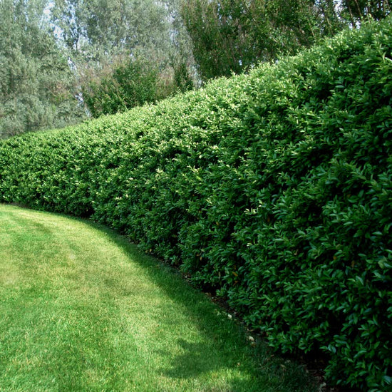 25 x Bare root hedging . Privet 40-60 cm