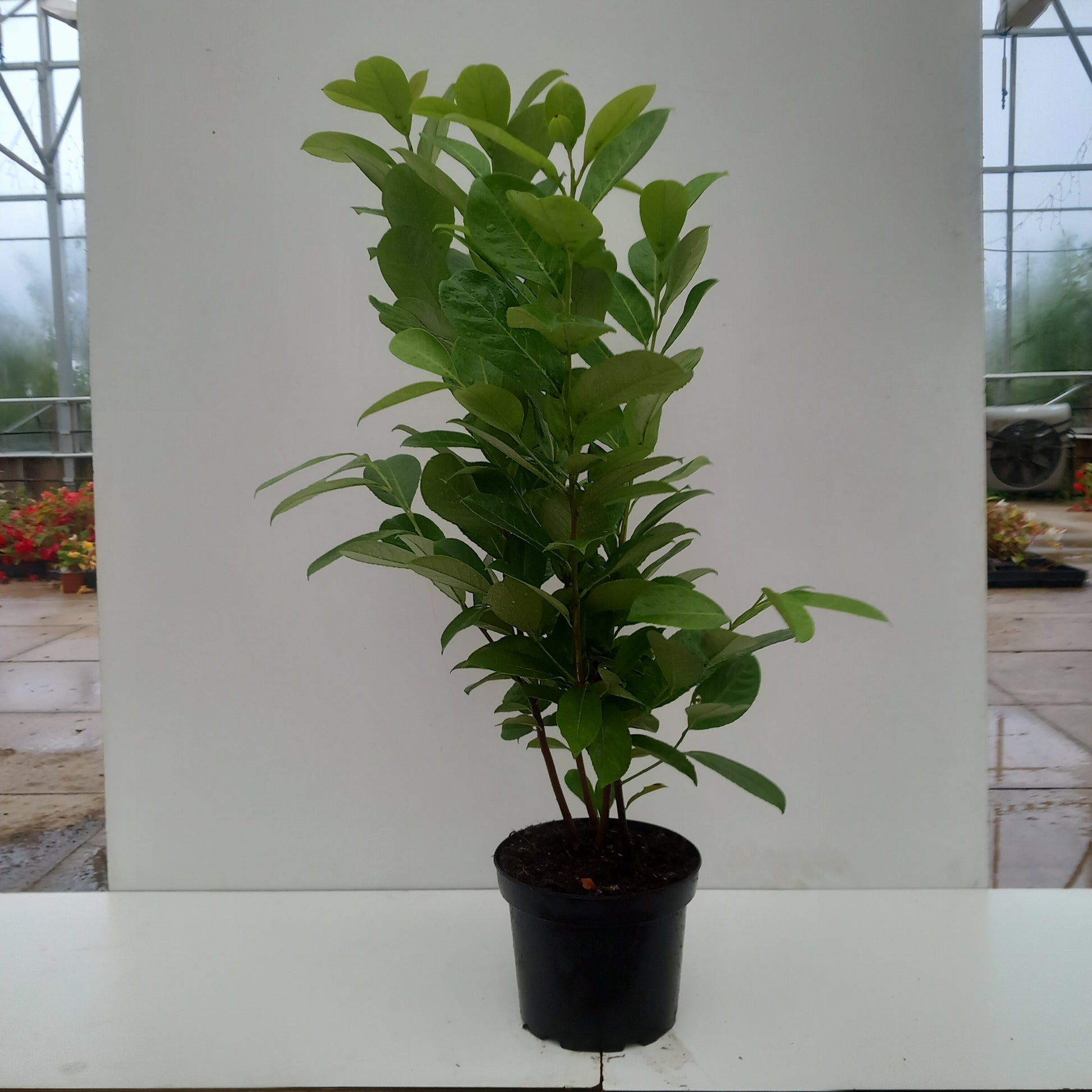 Cherry Laurel hedging plant with glossy dark green leaves - Prunus Laurocerasus Rotundifolia