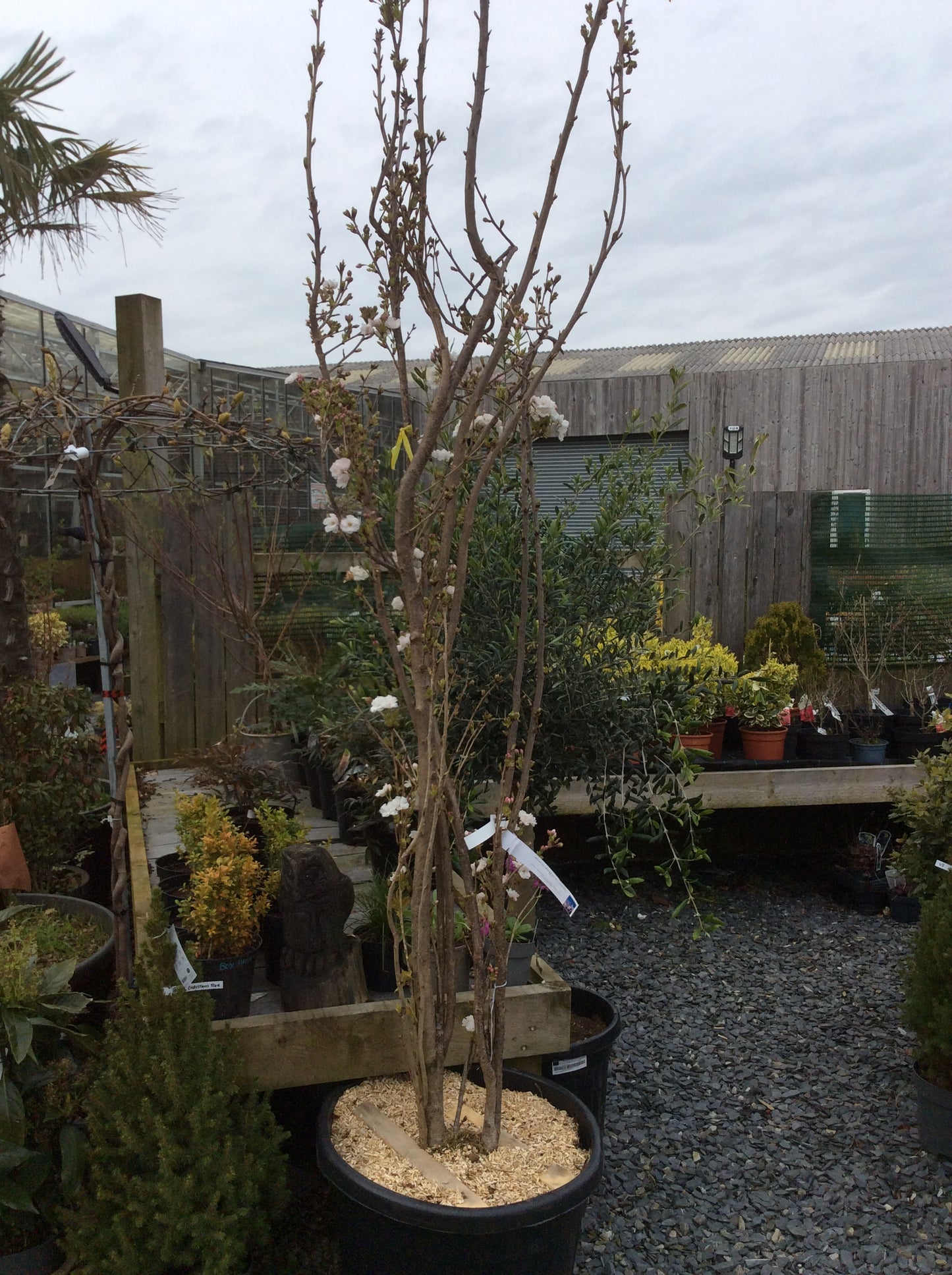 Upright flowering Japanese cherry in bud 