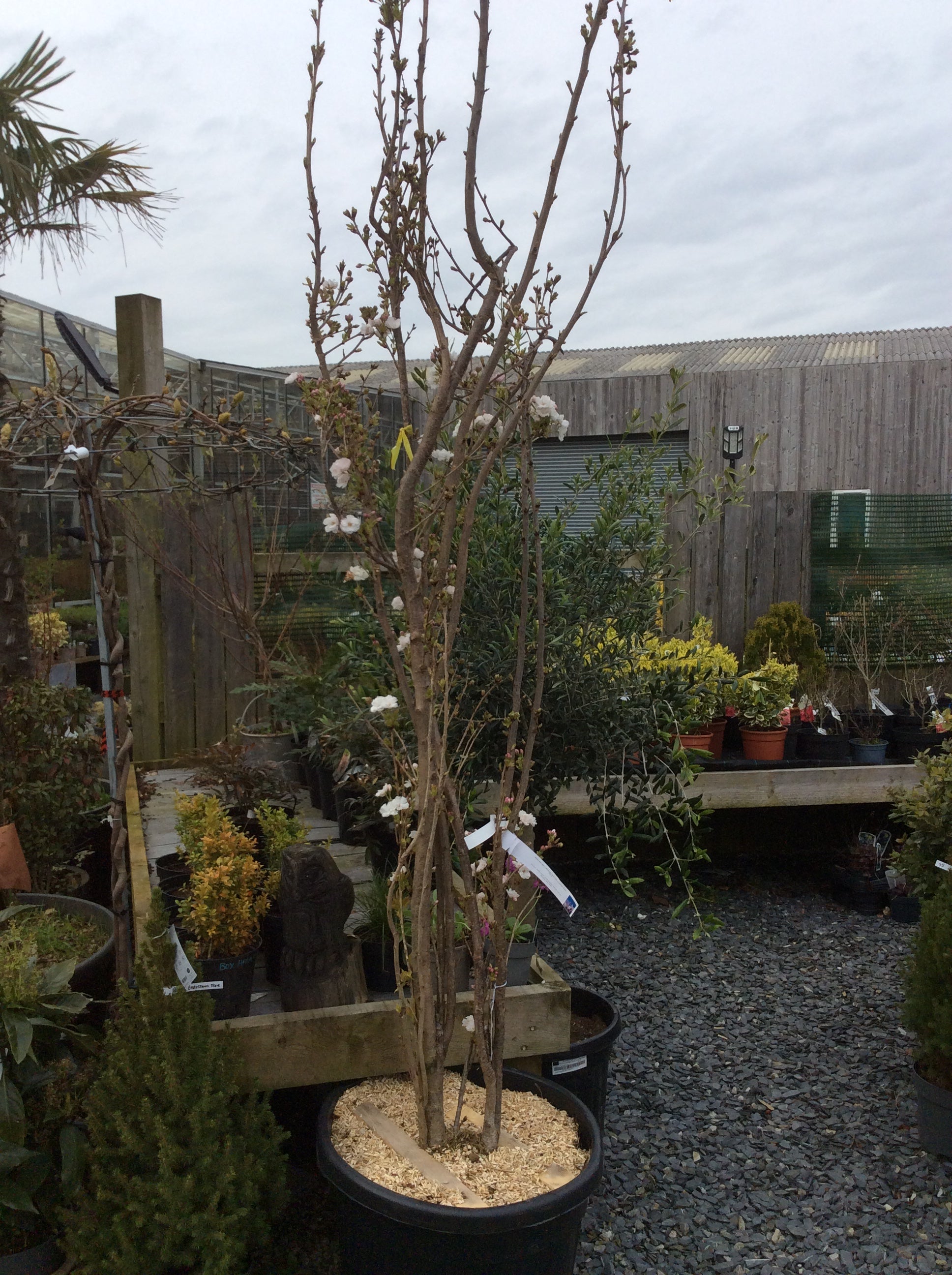 Upright flowering Japanese cherry in bud 