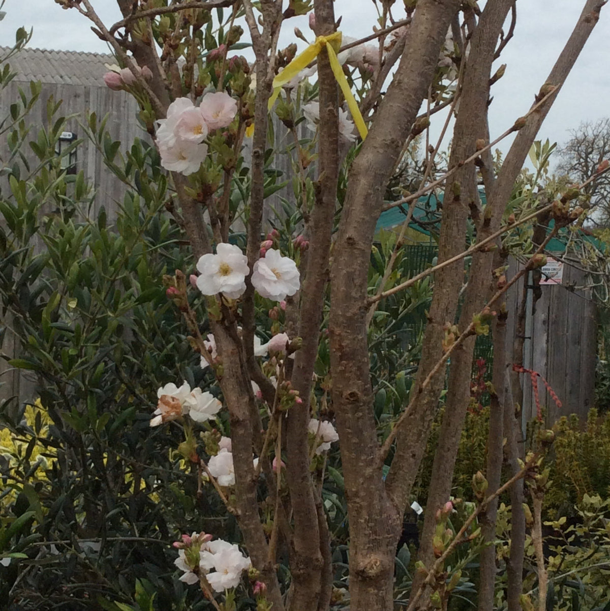 Close up of Japanese Upright cherry flowers