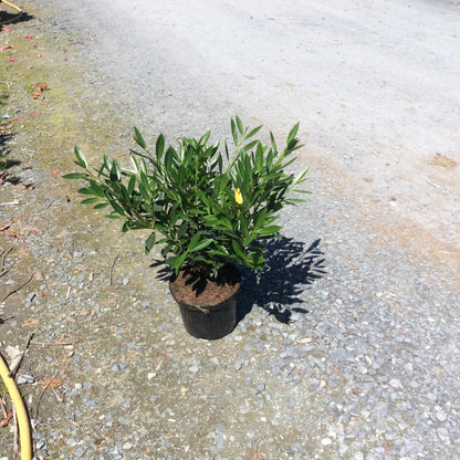 Prunus Otto Luken , glossy dark green shrub n stony background
