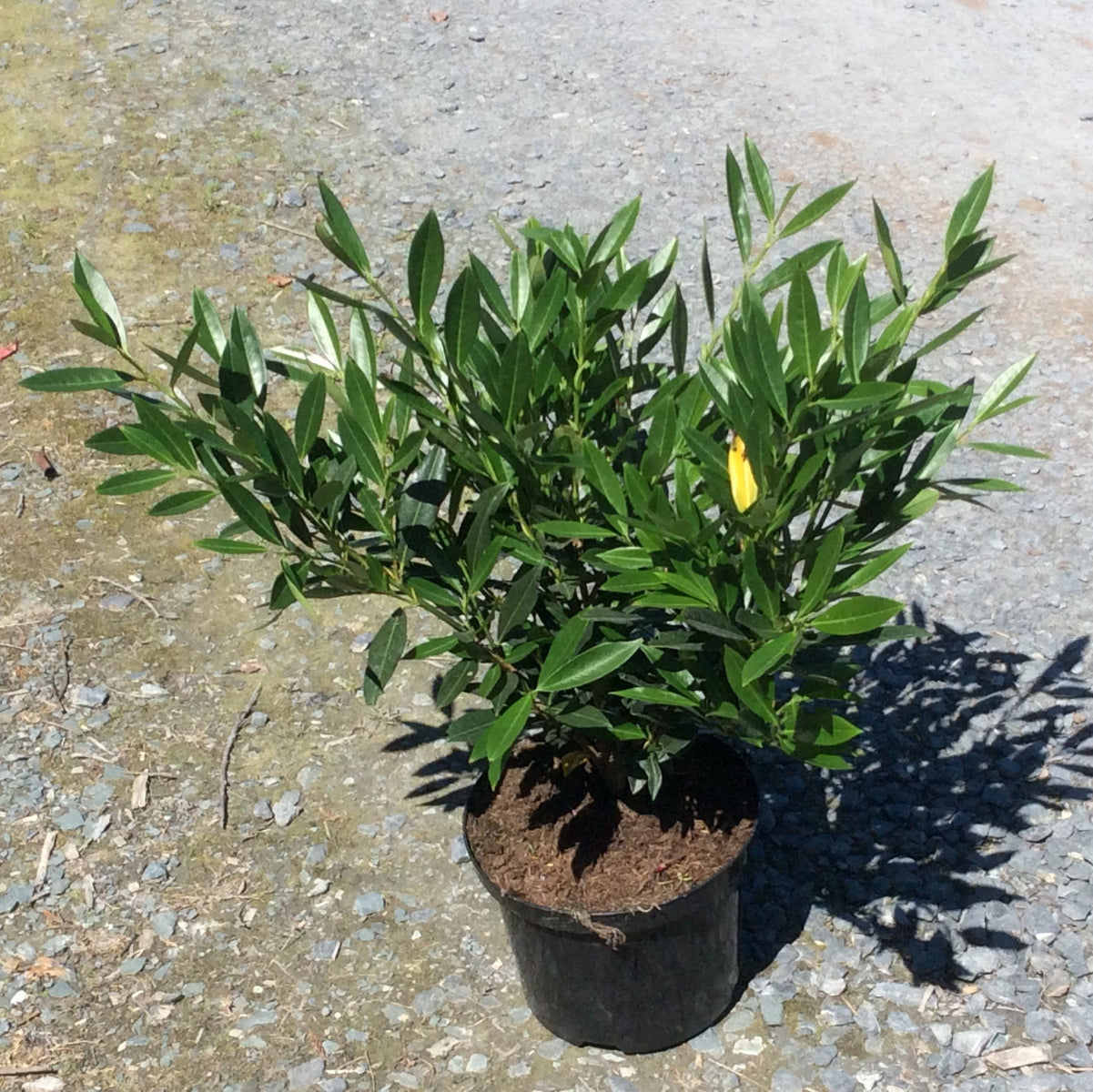 Potted plant on a concrete surface