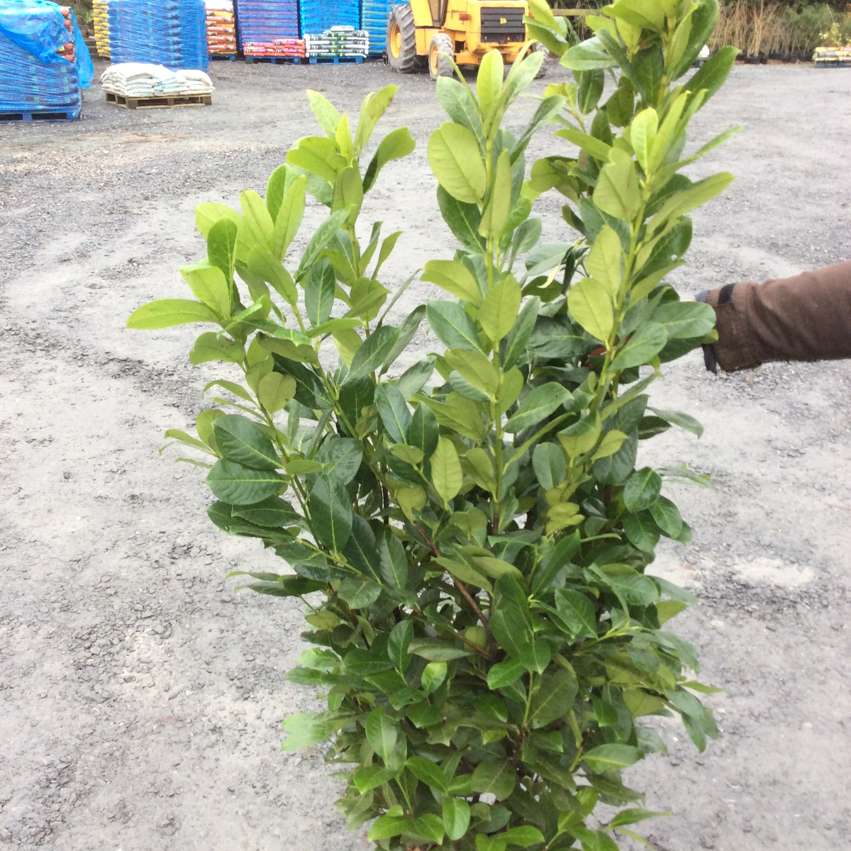 Potted plant on a gravel surface with construction equipment in the background