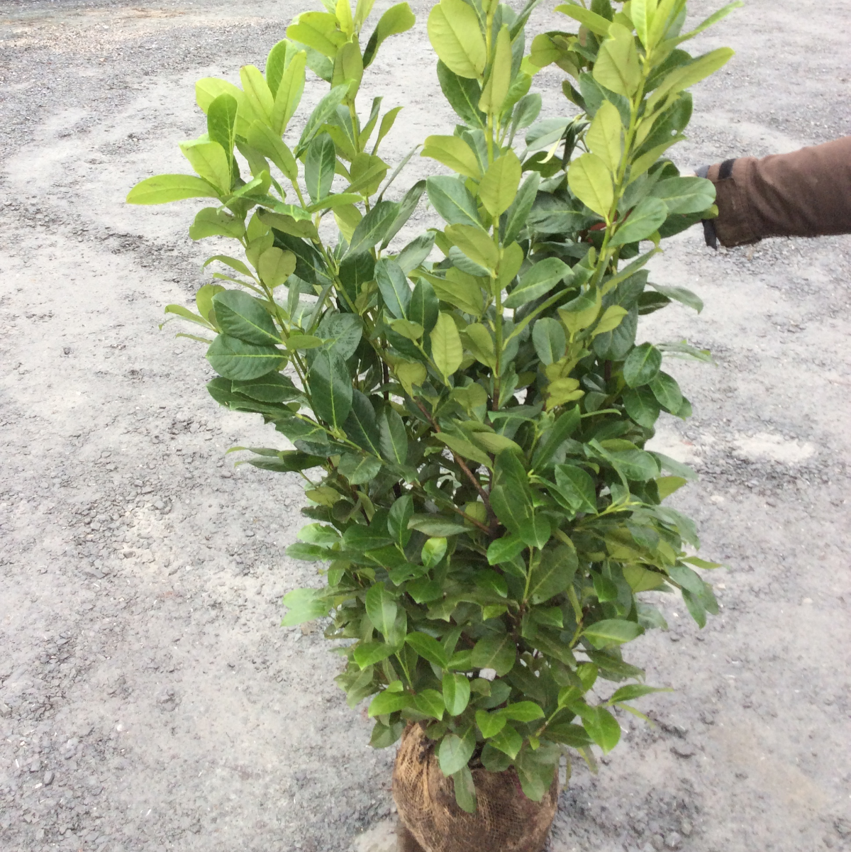 Evergreen cherry laurel rootball in a nursery in Lancashire.