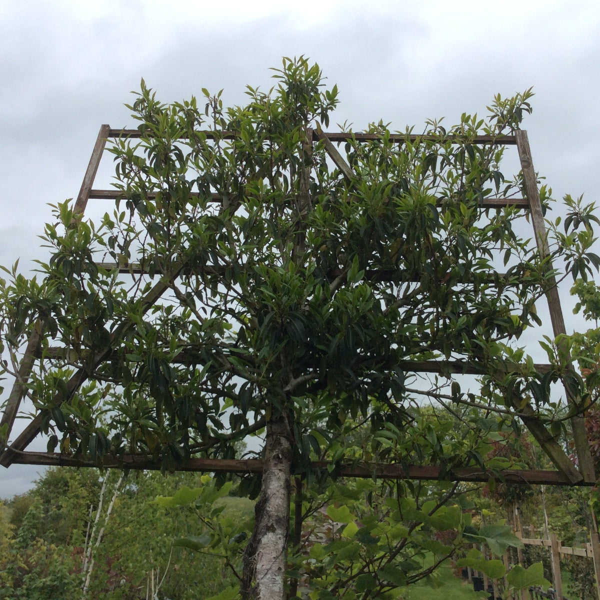 Wooden trellis with Portugese laurel espalier plant against a cloudy sky