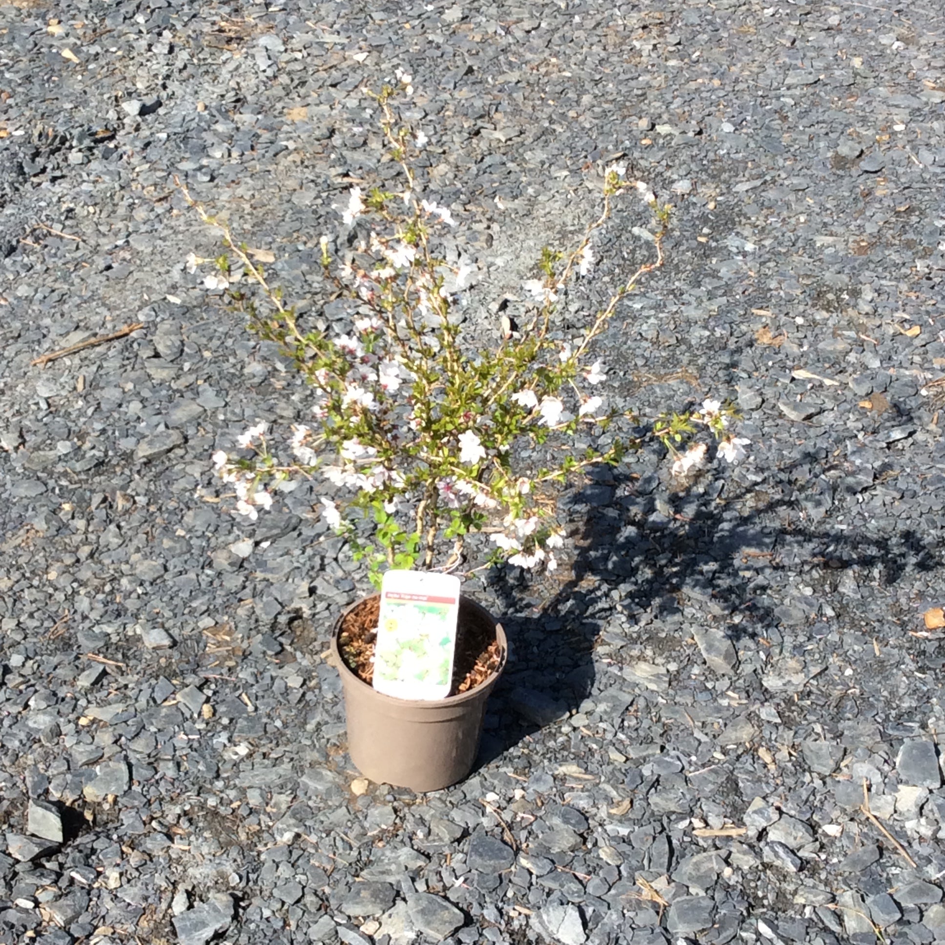 Dwarf Japanese flowering cherry in spring