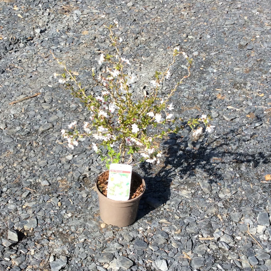 Dwarf Japanese flowering cherry in spring