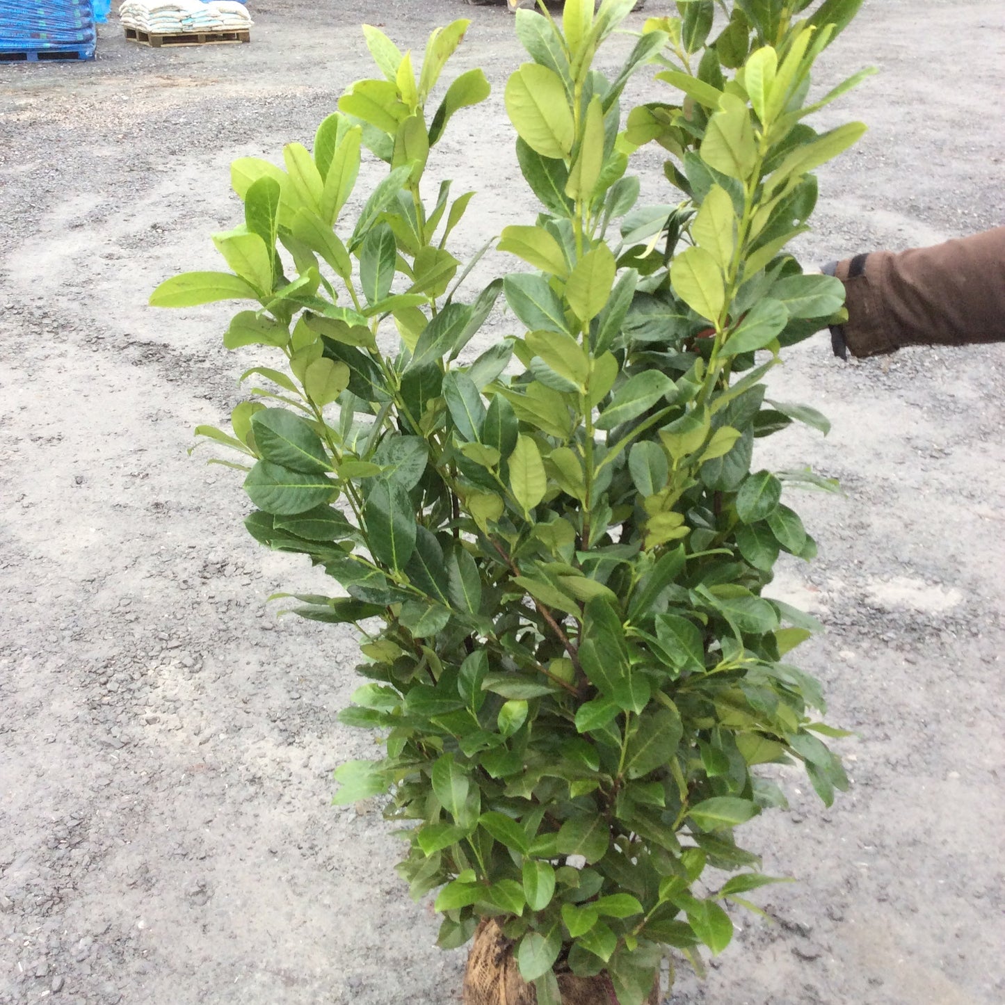 Rootball Cherry Laurel displayed in nursery.