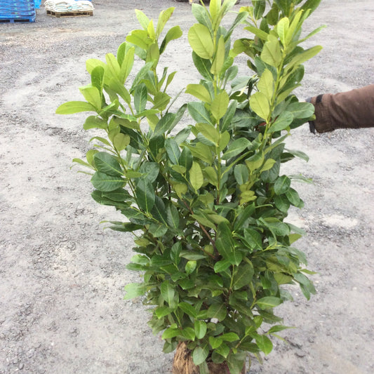 Rootball Cherry Laurel displayed in nursery.