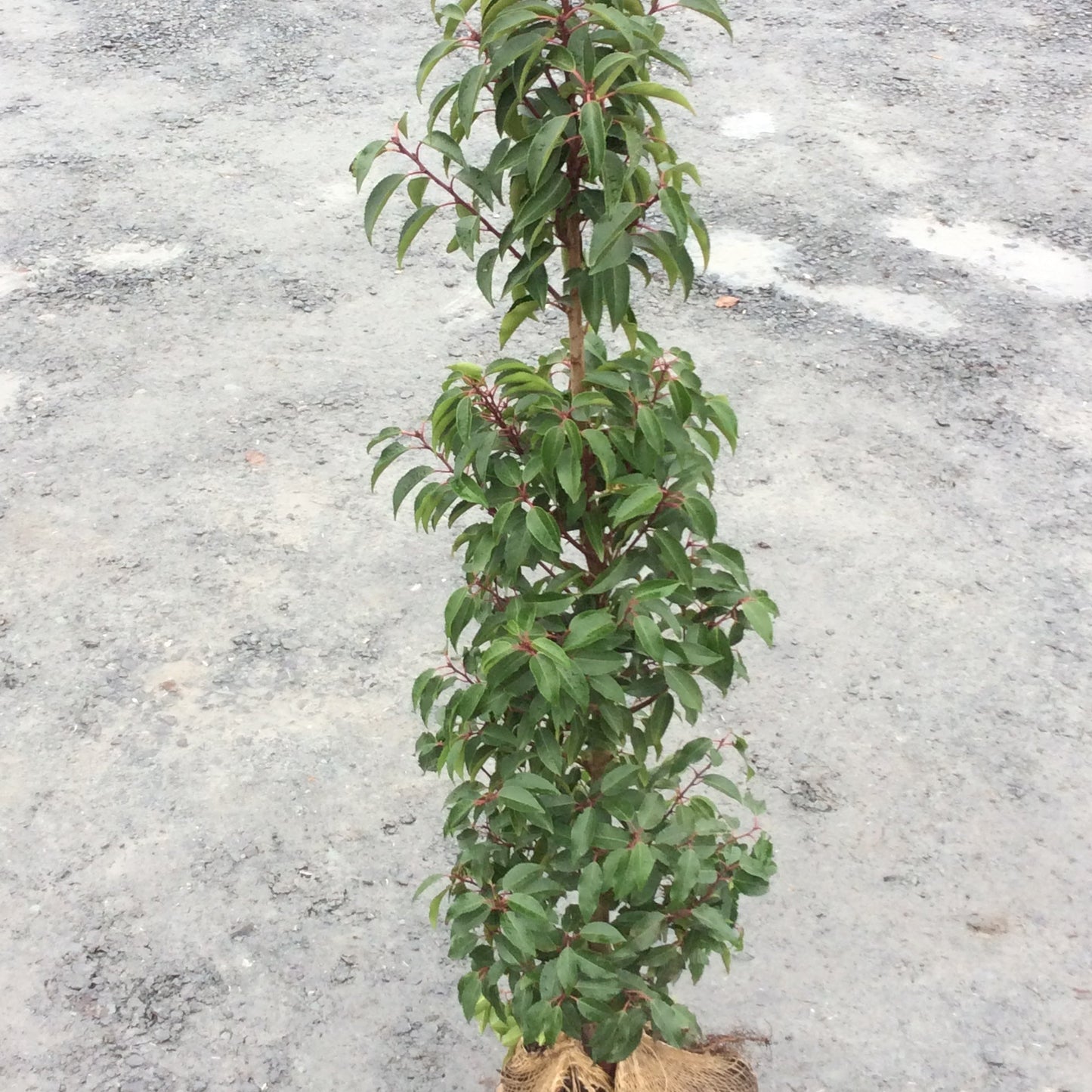 Rootball Portugese laurel in hessian sack.