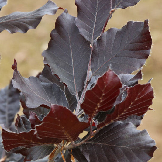 Instant Purple Beech hedging - Fagus sylvatica atropurpurea ready-grown hedge panels with copper-purple foliage
