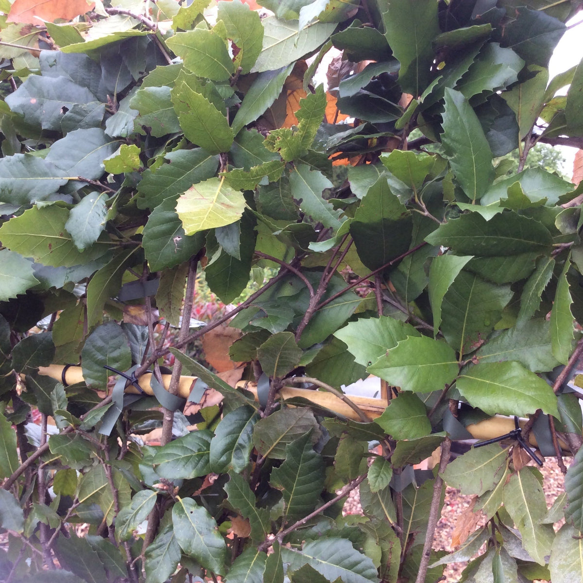 Close-up of green leaves with a blurred background
