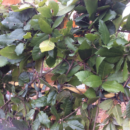 Close-up of green leaves with a blurred background