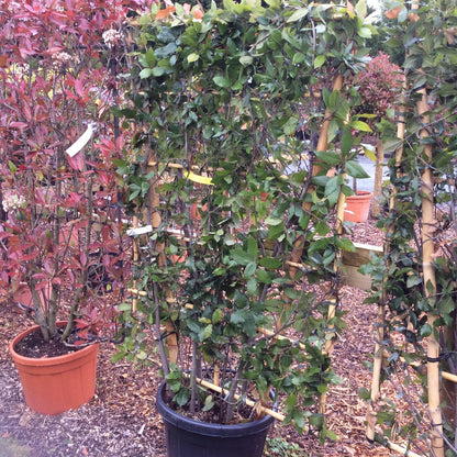 Potted plants in a garden setting with various foliage