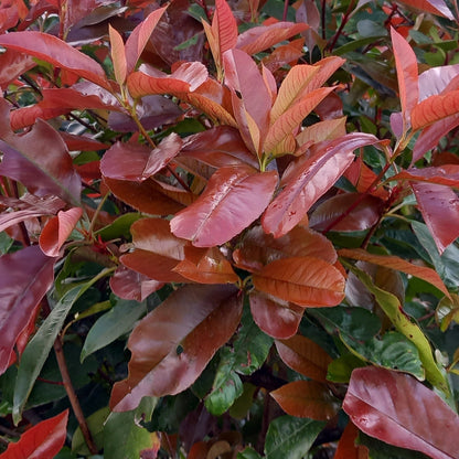 Close-up of a Photinia hedge with red and green leaves