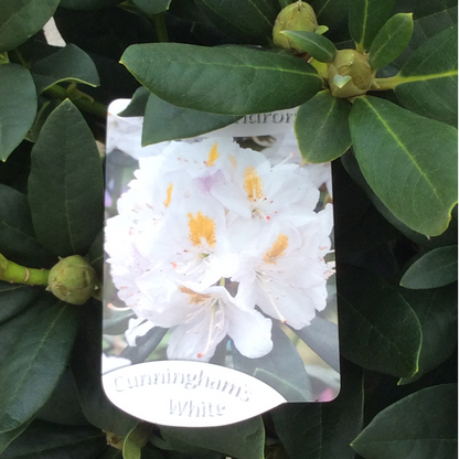Rhododendron plant close up with label showing white flowers.