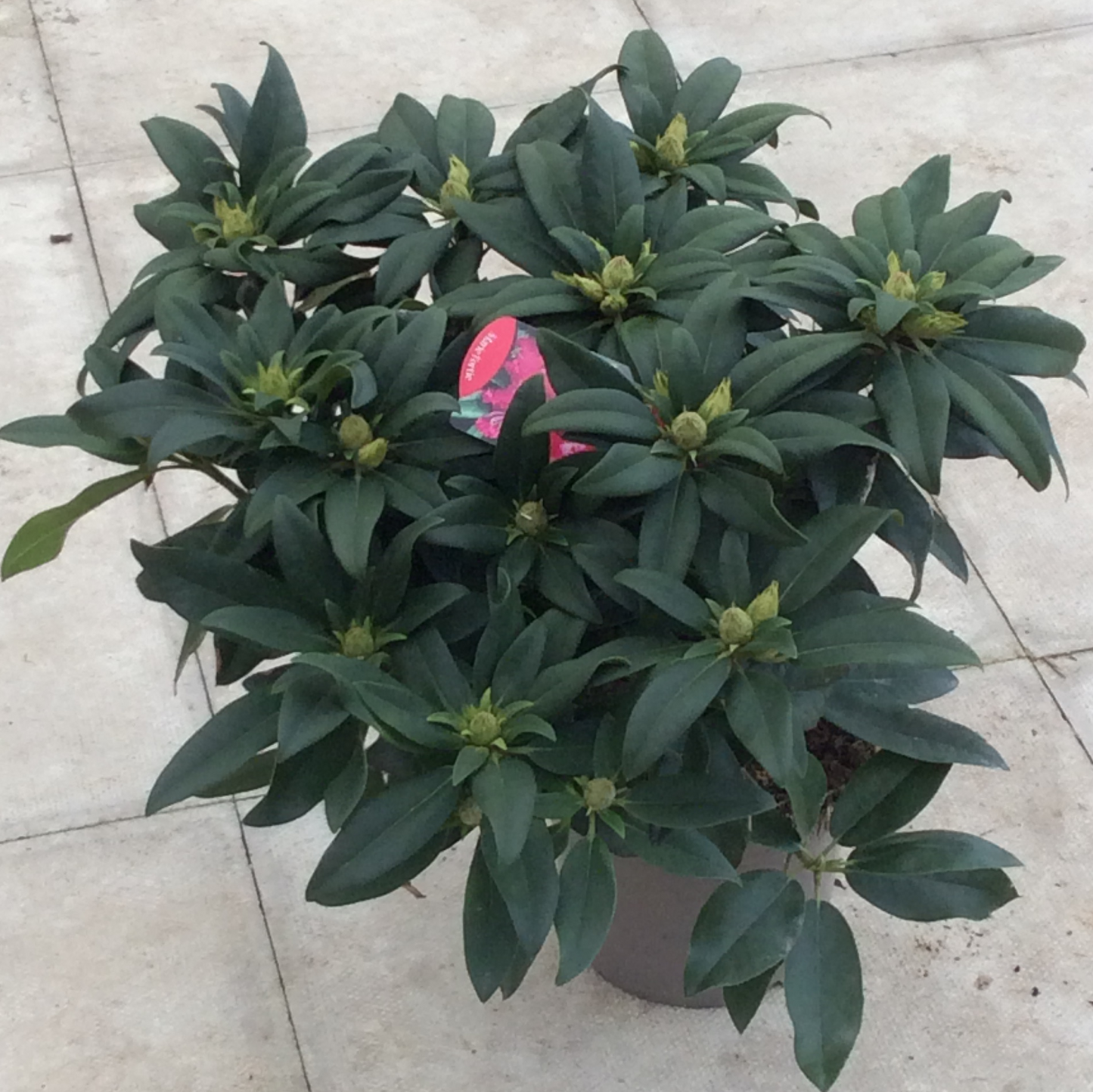 Potted Rhododendron Marie Forte with label .