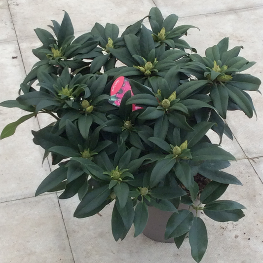 Potted Rhododendron Marie Forte with label .