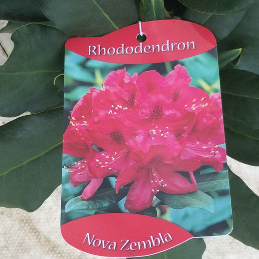 Close up of red flowered Rhododendron and label.