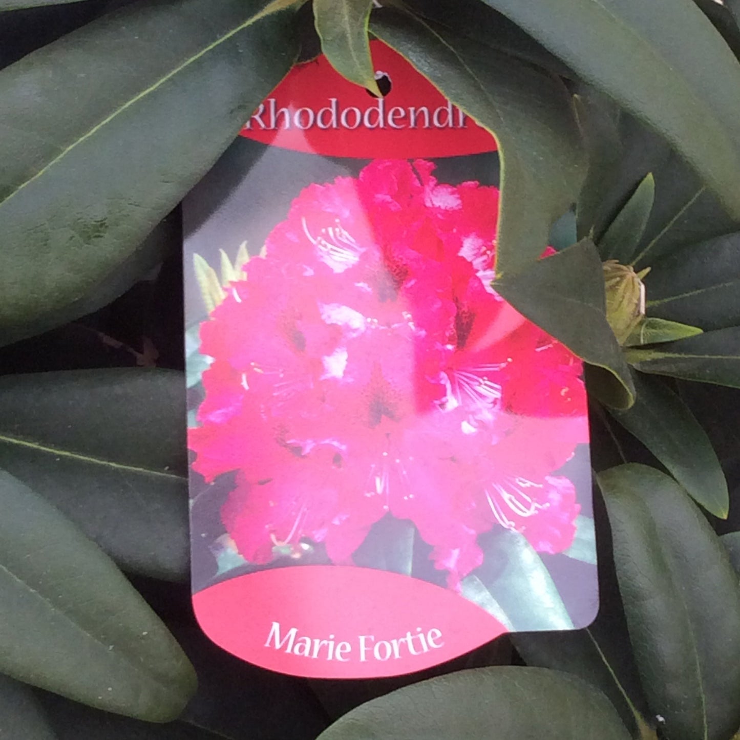Rhododendron close up showing label with dark pink flowers.