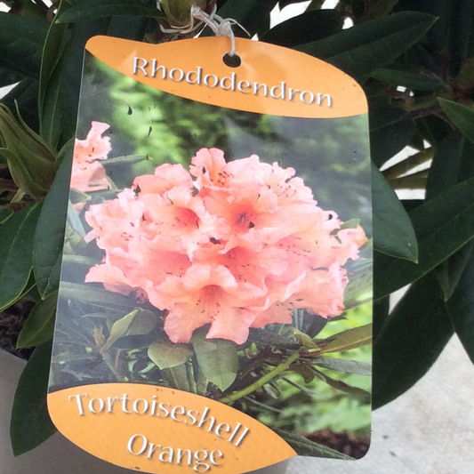 Rhododendron with label showing orange flowers.