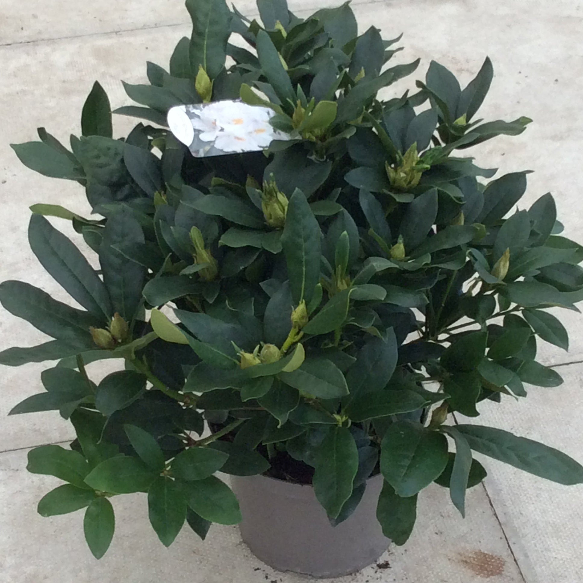 Dark green Rhododendron with label showing white flowers.