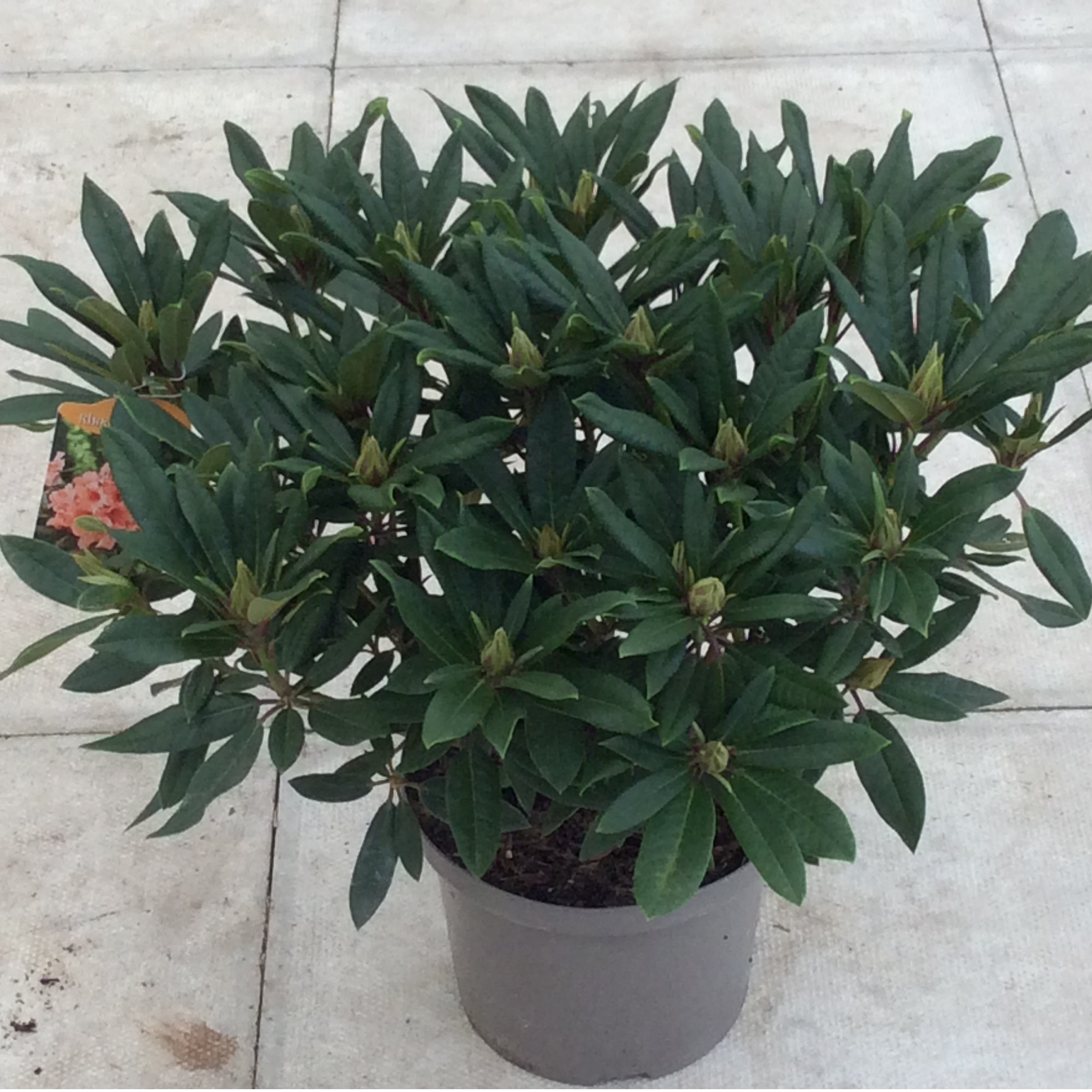 Evergreen rhododendron shrub with dark green leaves and label with orange flowers.

