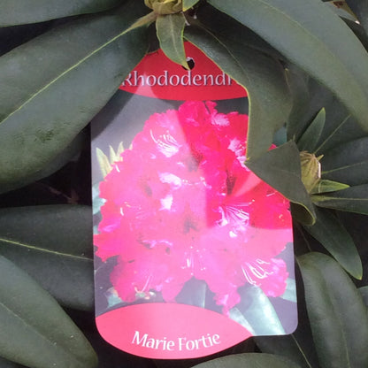 Rhododendron plant with pink flowers and plant name.
