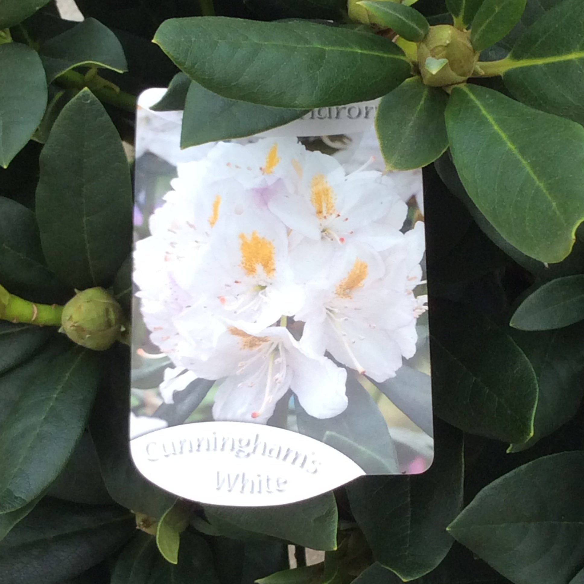 Rhododendron with white flower ,  surrounded by green leaves.