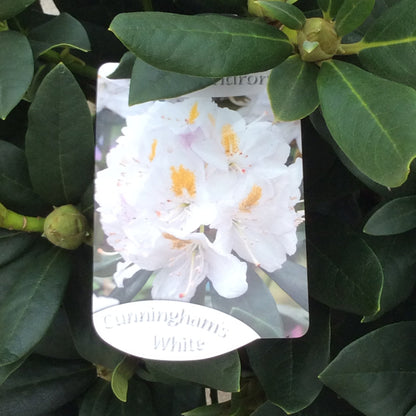 Rhododendron with white flower ,  surrounded by green leaves.