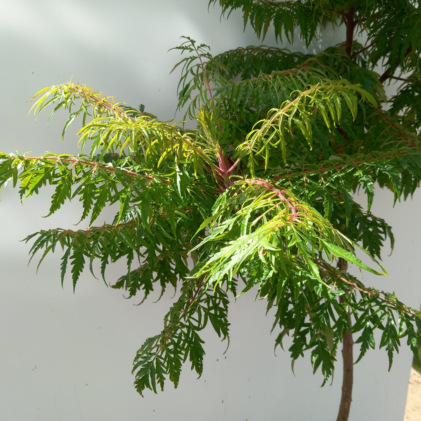 Rhus typhina Staghorn Sumac showing vibrant red-orange autumn foliage and architectural branching structure