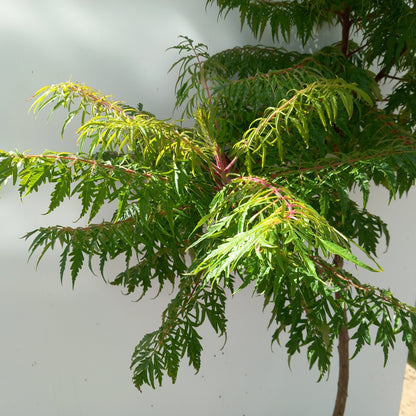 Rhus typhina Staghorn Sumac showing vibrant red-orange autumn foliage and architectural branching structure