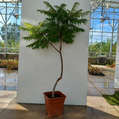 Rhus typhina 'Staghorn' tree