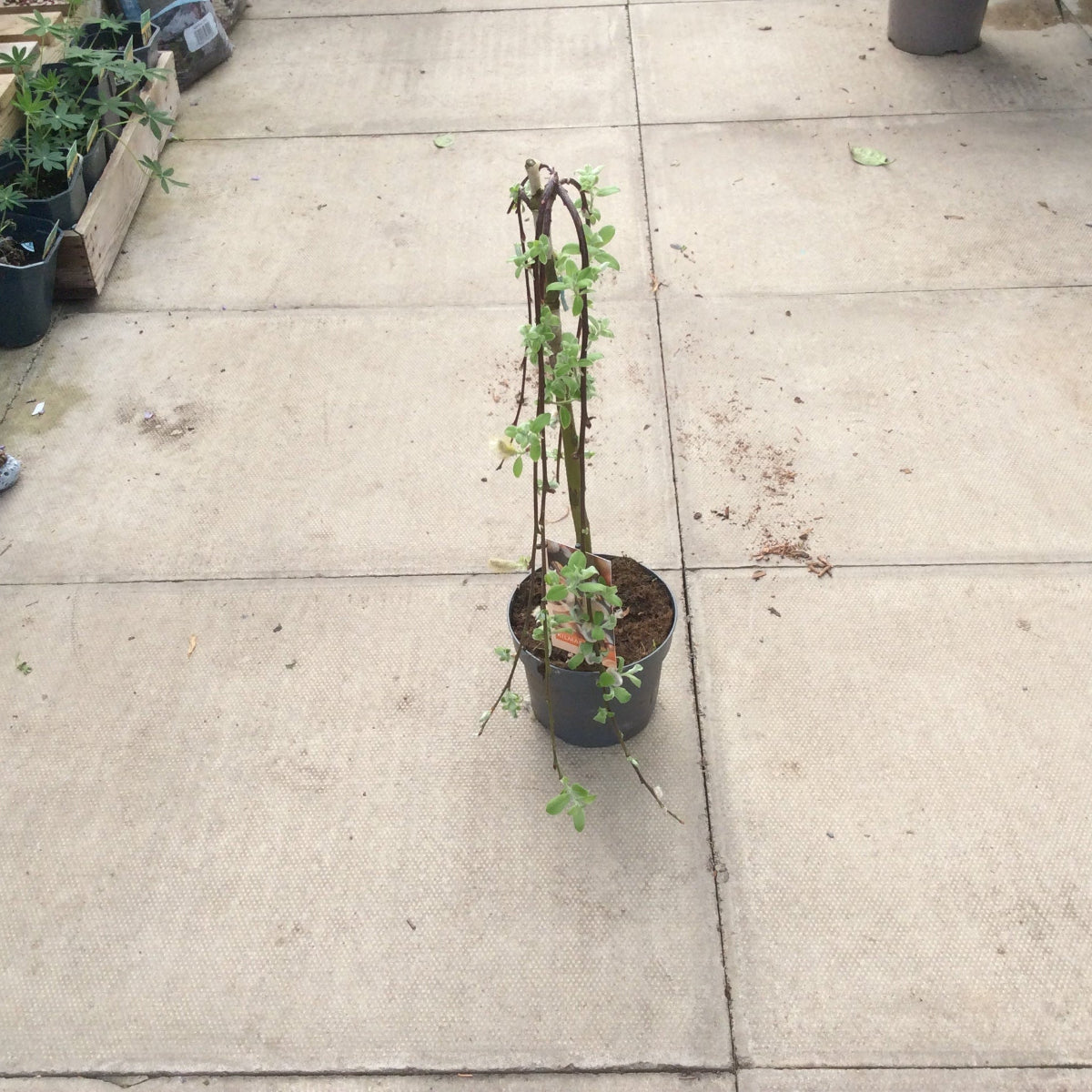 Small Kilmarnock willow potted plant on a concrete surface