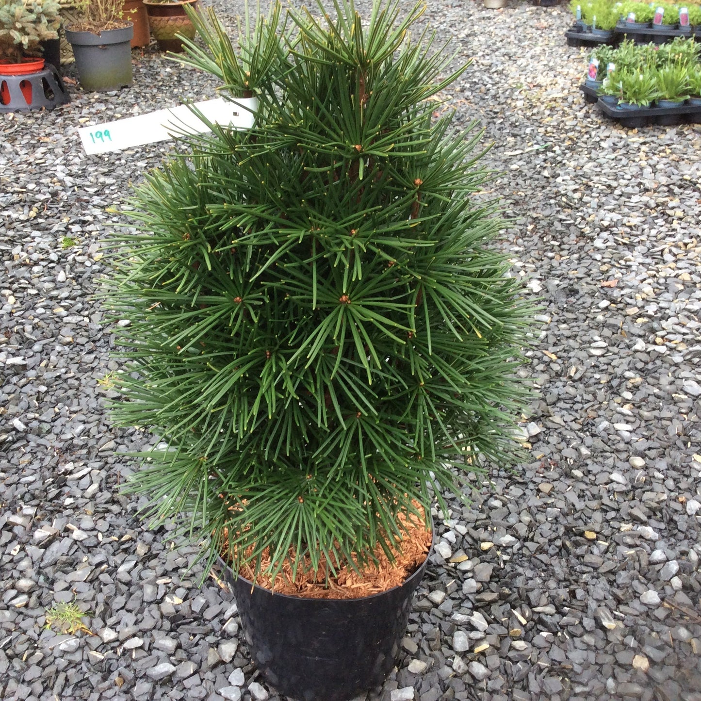 Japanese umbrella pine in large pot
