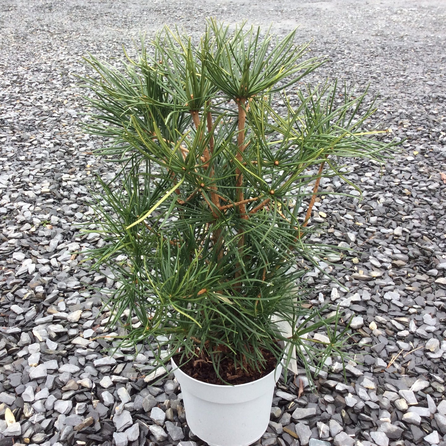 Japanese umbrella pine in small plastic pot