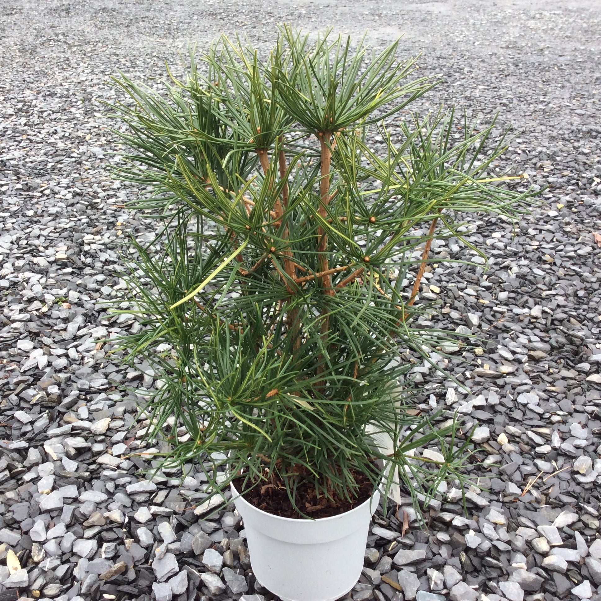 Japanese umbrella pine in small plastic pot