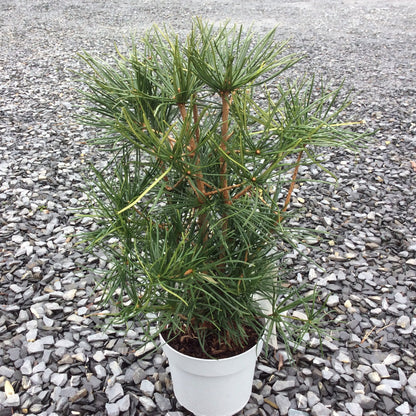 Japanese umbrella pine in small plastic pot