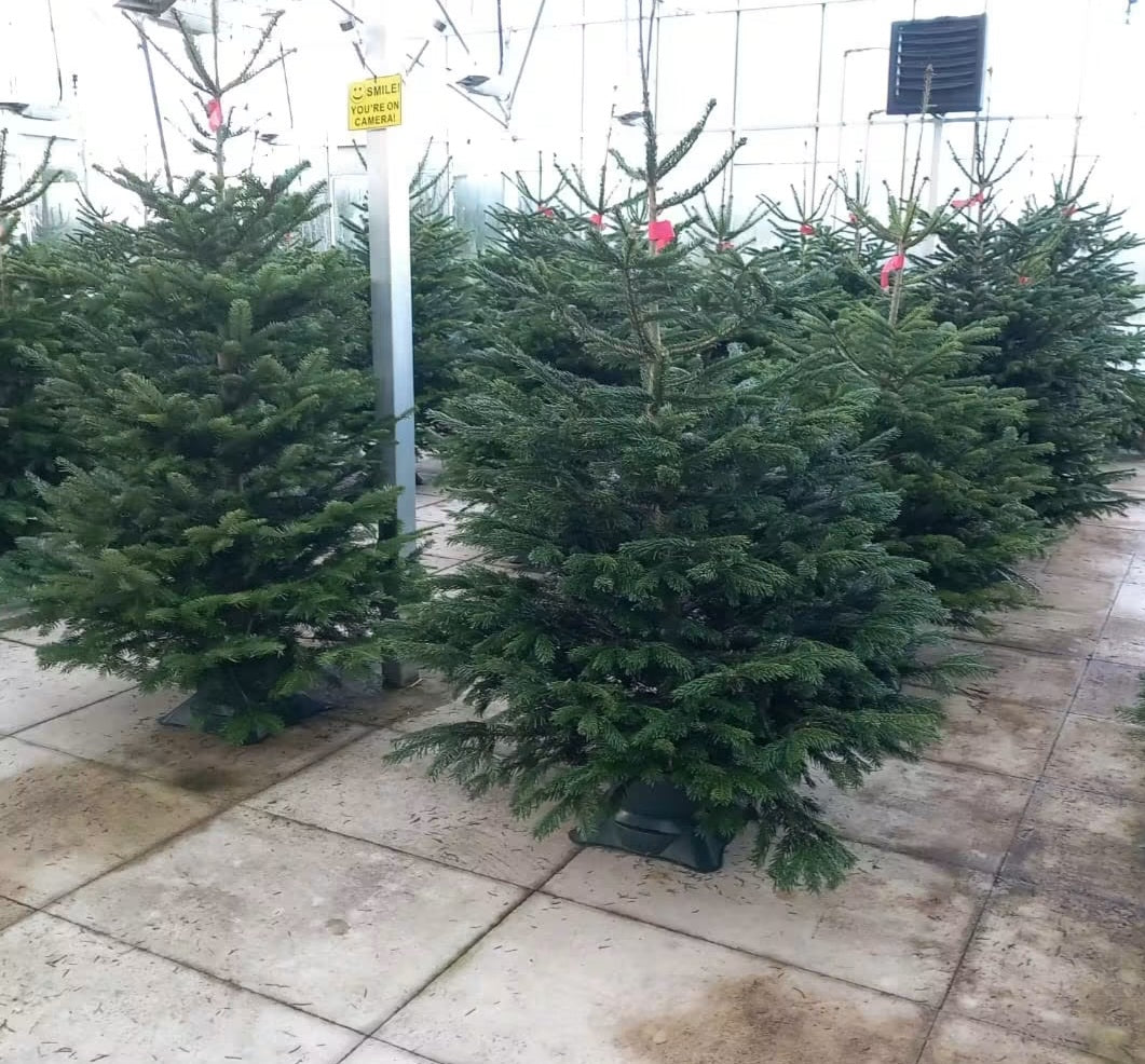 Nordmann Fir Cut Christmas Tree | 5–6ft (1.5m–1.8m) | Non-Drop