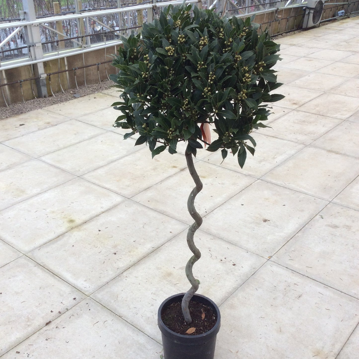 Potted Bay Laurel plant with a spiral trunk 