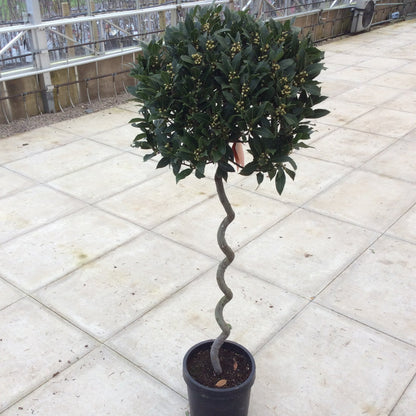 Potted Bay Laurel plant with a spiral trunk 