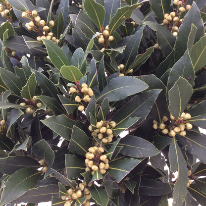 Close-up of bay leaves 