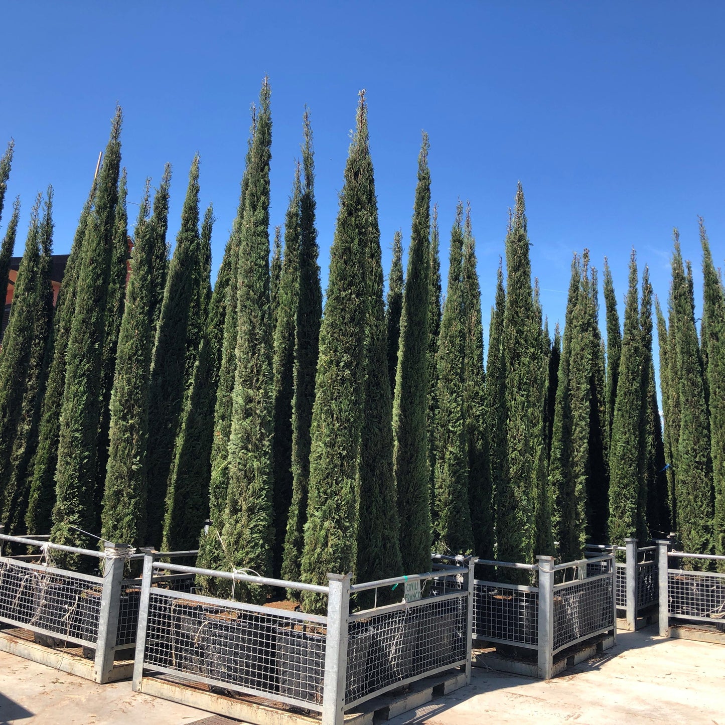 Cupressus sempervirens Italian cypress - tall narrow columnar evergreen conifer with dark green foliage, 225-250cm specimen