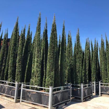 Cupressus sempervirens Italian cypress - tall narrow columnar evergreen conifer with dark green foliage, 225-250cm specimen