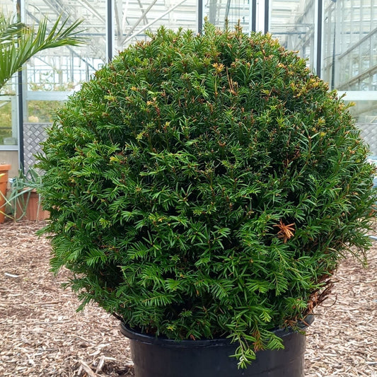 Taxus baccata topiary ball - English yew clipped into perfect sphere for formal gardens and containers