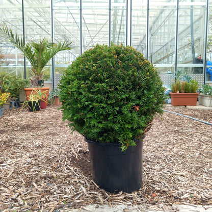 Taxus Baccata topiary ball 6l pot head size 25-30cm x 2
